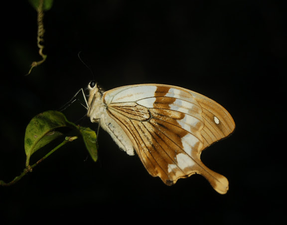 Papilio dardanus meriones C. & R. FELDER, 1865, mâle. Forêt de la Montagne d'Ambre (500 m), au sud d'Antsiranana, 30 janvier 2011. Photo : T. Laugier