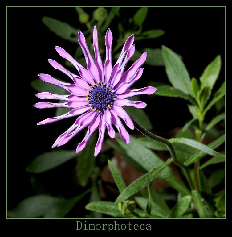 [dimorphoteca%25201%255B3%255D.jpg]