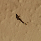 Uloborus walckenaerius