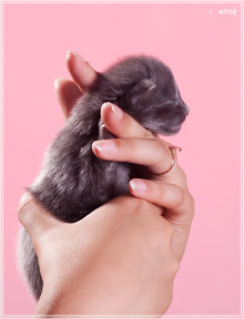 Фото котенка мейн-кун Frant возраст 1 неделя | Питомник Grey Claw`s