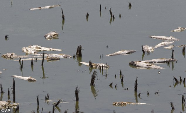 Thousands, perhaps millions of fish like these from a Missouri pond are dying in the U.S. Midwest as the 2012 summer heat dries up rivers and lakes. Iowa DNR officials said the sturgeon found dead in the Des Moines River were worth nearly $10 million. AP
