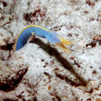 Blue ribbon eel