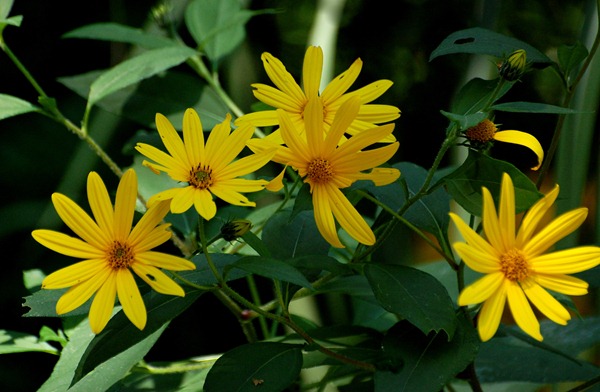 DSC_4457 DSC_4457
