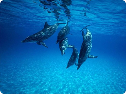 delfini7 delfini7