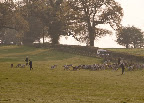 The hounds having fun early on Wednesday moring