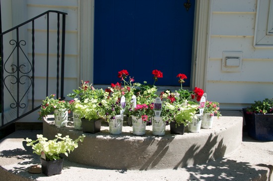 windowbox2012-1.jpg Windowbox2012 1