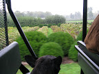 And the boxwoods are just one big blur!