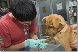 Continúa el operativo de esterilizaciones quirúrgicas gratuitas para caninos