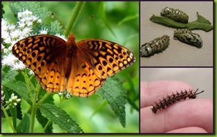 V-Fritillary