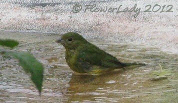 [01-13-finch5%255B4%255D.jpg]