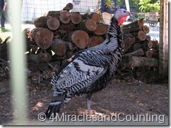 IMG_6160 IMG_6160