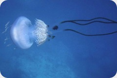 Rhizostoma luteum Rhizostoma luteum