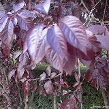 Prunus ceraciféra " Pissardii "