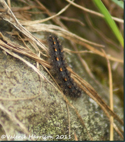 scarce footmancaterpillar