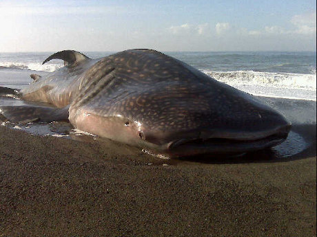 ikan hiu terdampar di pantai parangkusumo yogyakarta