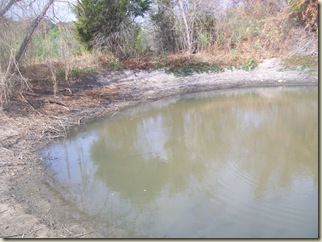 fall potatoes-3 ponds- bees 010