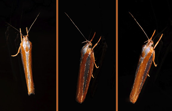 Hétérocères d'Australie - Probablement : Oechophoridae : Oecophorinae : Phytotrypa erythrotaenia WALLENGREN, 1861. Umina Beach (NSW, Australie), 23 octobre 2011. Photo : Barbara Kedzierski
