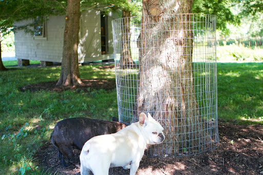 Francesca, everyone knows that you gnaw on trees when we chase squirrels. This happens to be one that you really did a number on. The cages are protecting the trees from your powerful jaws! Francesca, everyone knows that you gnaw on trees when we chase squirrels. This happens to be one that you really did a number on. The cages are protecting the trees from your powerful jaws!