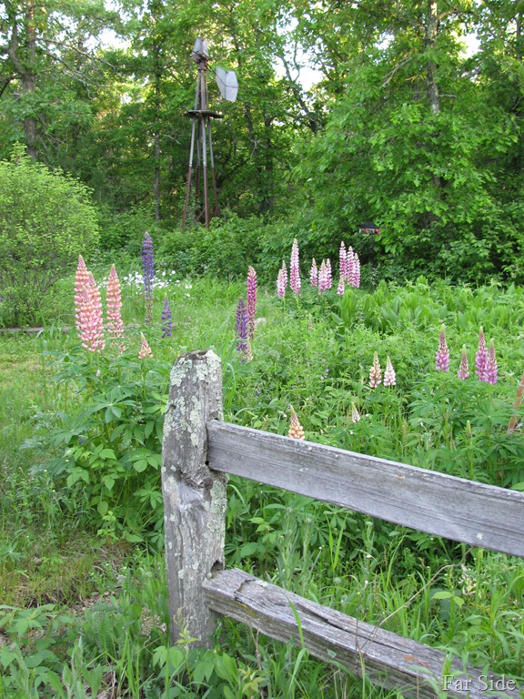 [Lupines%2520in%2520June%255B12%255D.jpg]