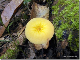 yellow_mushroom_6