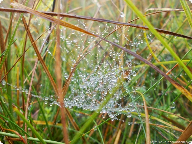 cobweb