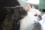 Sharkey, let me whisper it in your ear so that no one will hear.  Susie really loves us and she uses 'Frenchies Rule'.  Don't you think that's so nice?