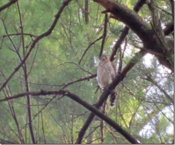 Harrier hawk in pine tree