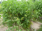 A garden full of tomatoes.