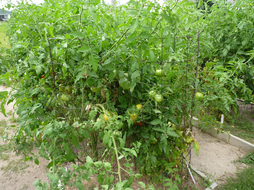 A garden full of tomatoes.