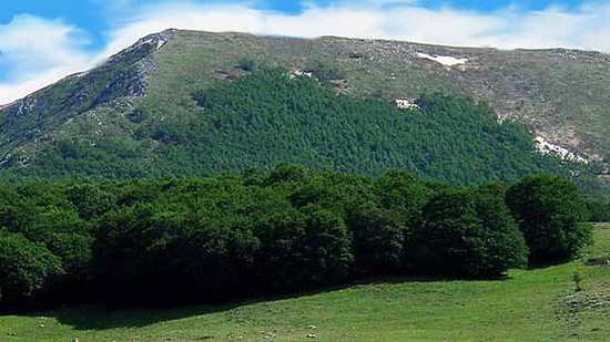 Inizio di fitta faggeta in periodo estivo