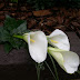 Arum lily bridesmaids bouquet.jpg