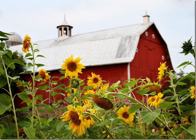 92011_red barn_sunflowers (3)-edited