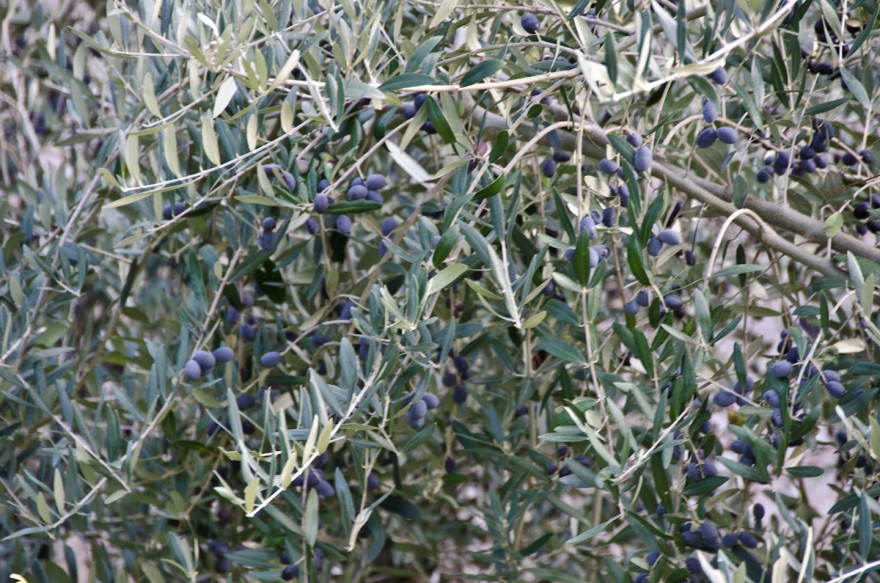 Olives on olive tree