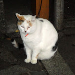 a cat in kabukicho in Roppongi, Japan 