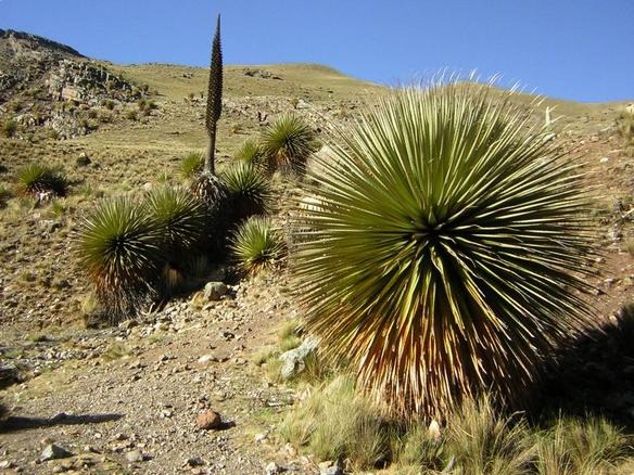 [puya_raimondi_old_galleryfull%255B4%255D.jpg]