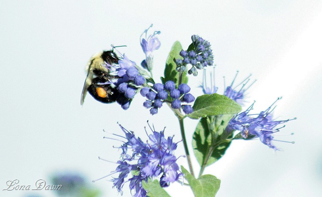 [Caryopteris_Bumblebee%255B1%255D.jpg]