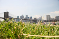 Grass