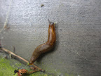 Here's a friendly Swedish slug we met...said his name is Bjorn...
