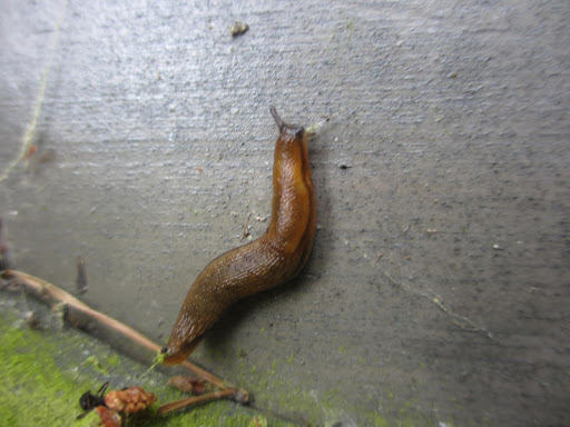 Here's a friendly Swedish slug we met...said his name is Bjorn...