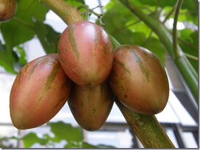 tomate frances tomate frances