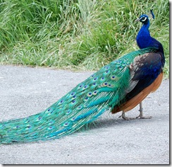 aviary10