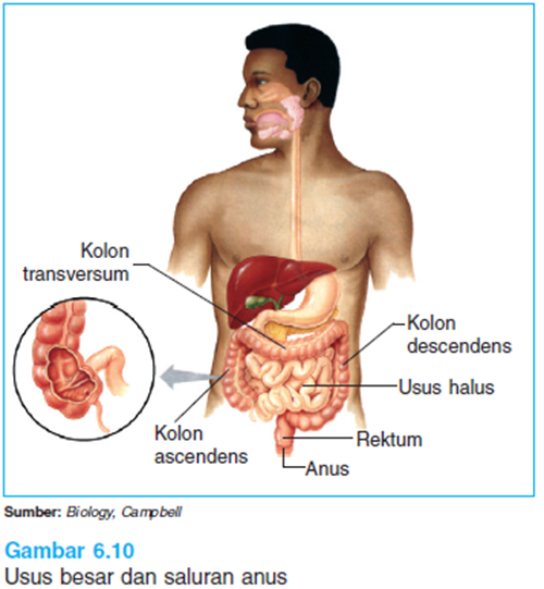 gambar usus besar 