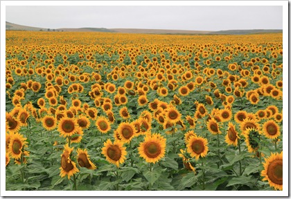 IMG_6401 IMG_6401