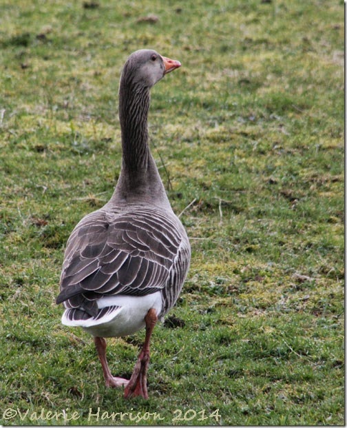 1-greylag