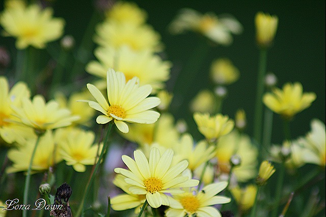 [Argyranthemum_Butterfly_Yellow%255B8%255D.jpg]