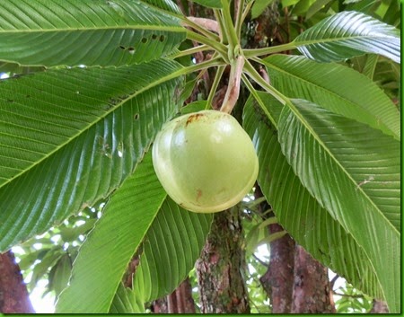 Dillenia indica (2) Dillenia indica (2)