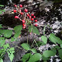 Red Baneberry