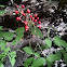 Red Baneberry