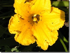 včely na květu a matečniky 189