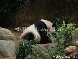 Ocean Park Asian Animal 05 Ocean Park Asian Animal 05